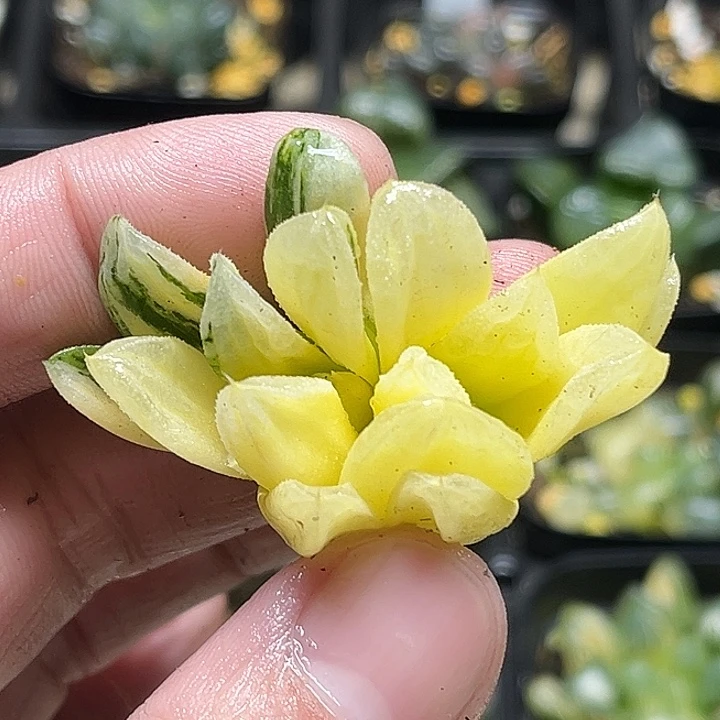 161双头爱心寿锦头家多肉十二卷