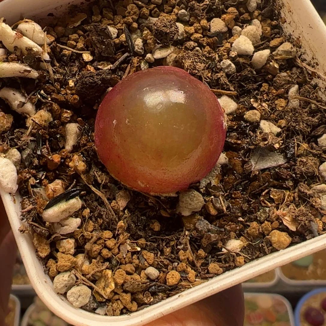 灯泡多肉植物百科