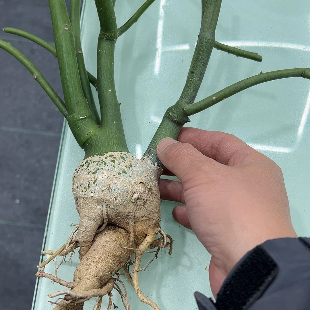 缘**满毒腺蔓998889999