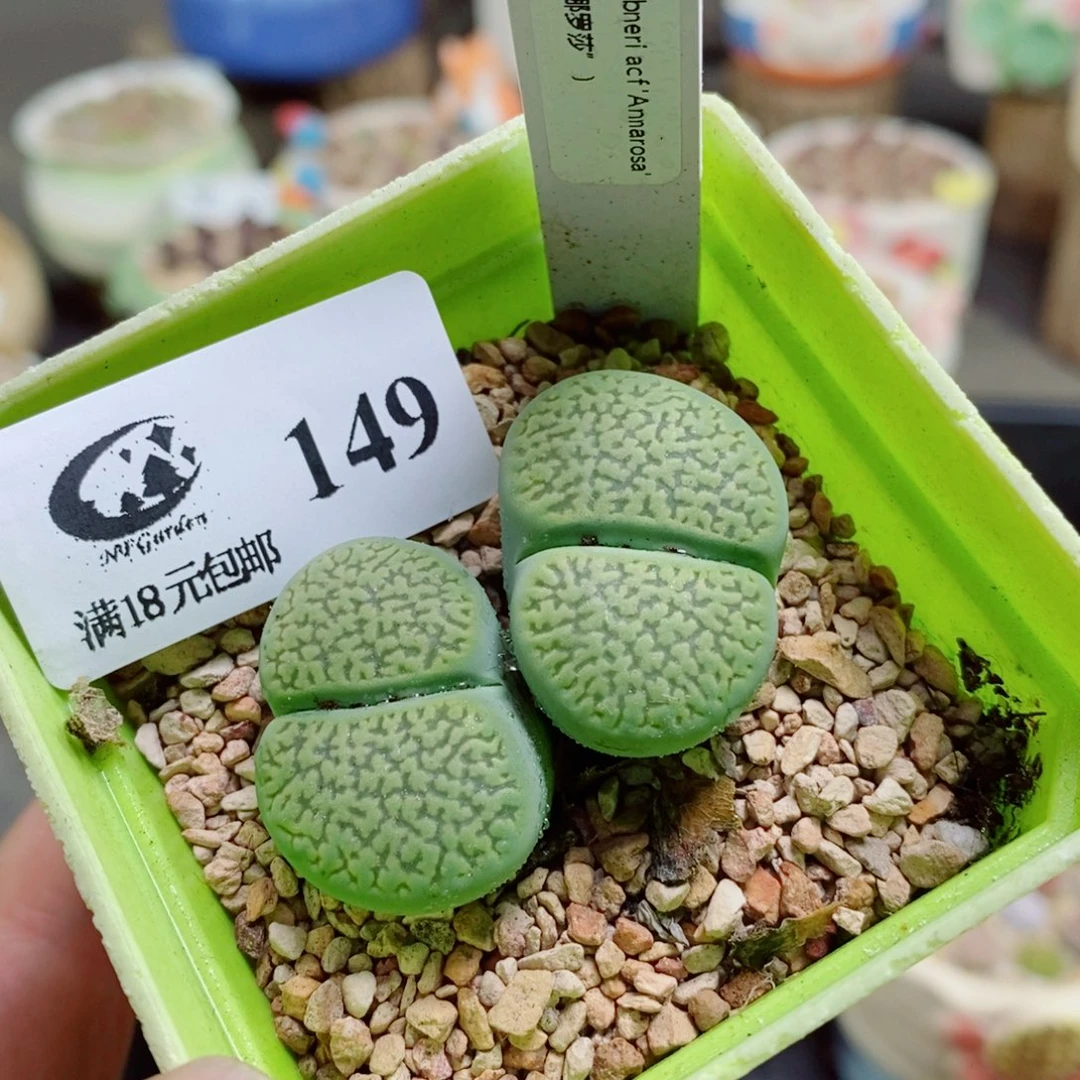 生石花花花花花花花花149