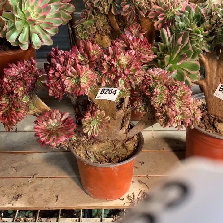 264红铜白缀多肉法师