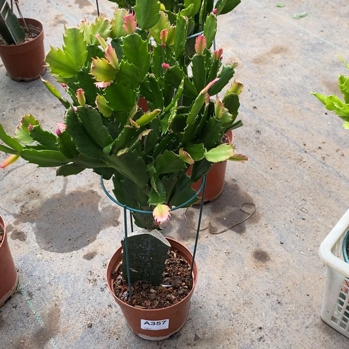 当前无花栽培后可以开花357嫁接083
