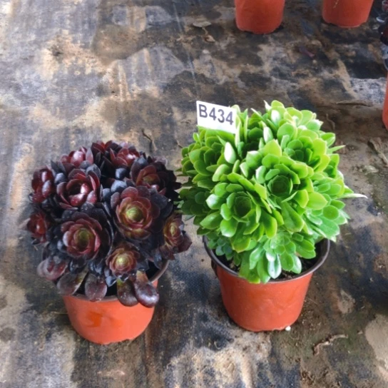 陈*莲法师多肉植物434