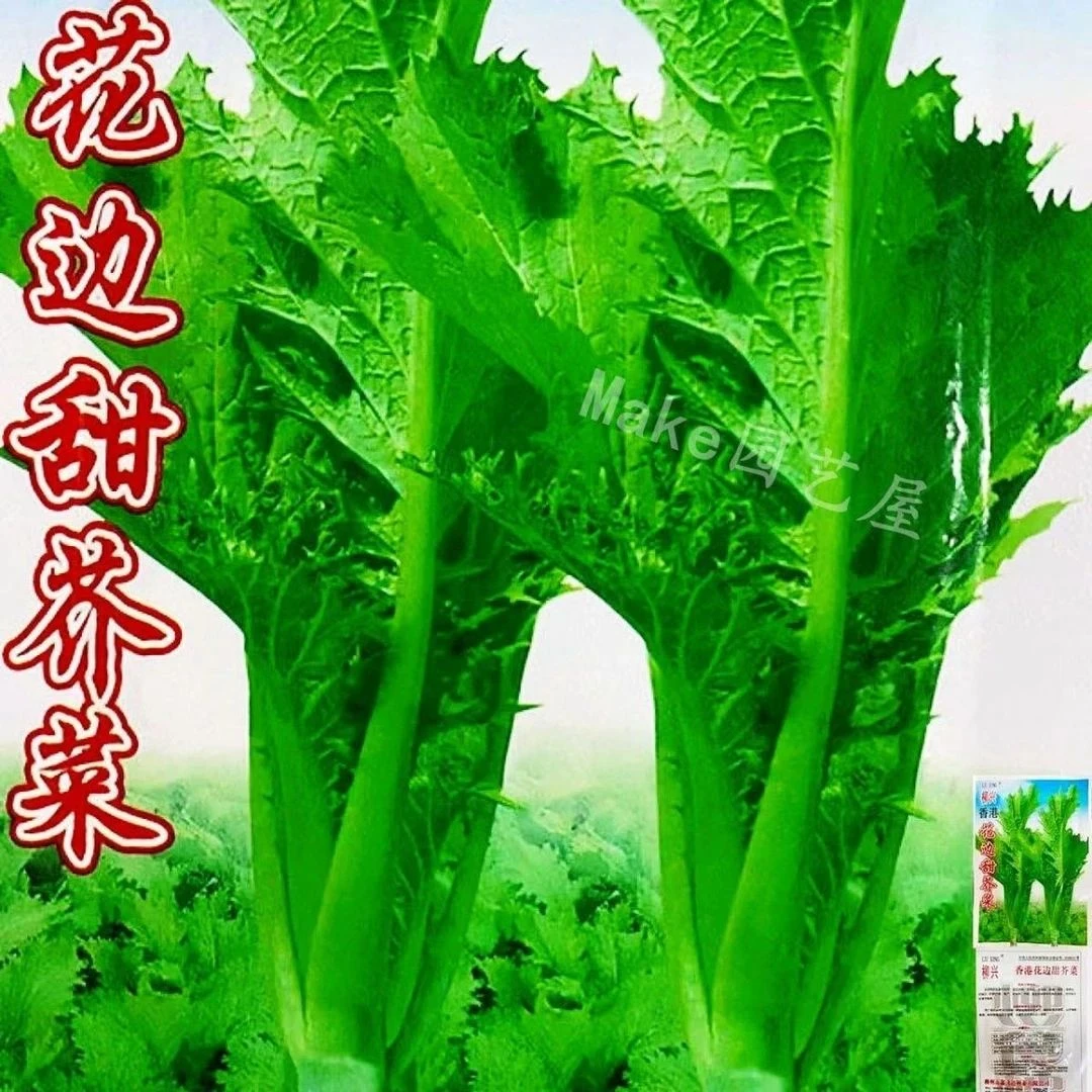 甜芥菜种子香港花边甜芥菜青菜蔬菜种子叶子菜四季播抗病易种原装