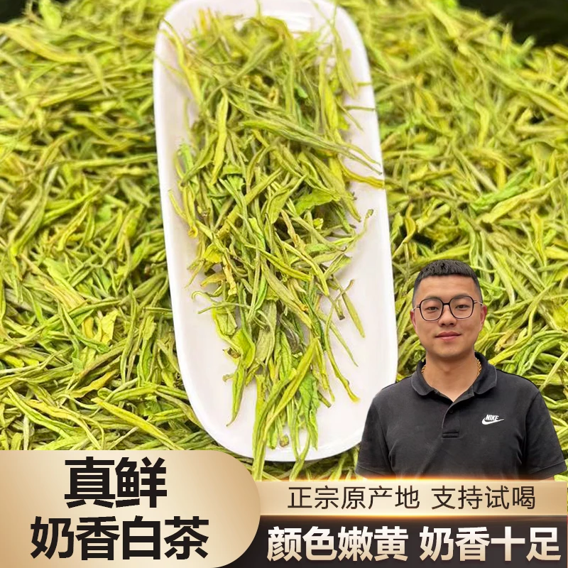 【真鲜奶香白茶】2025新茶叶春茶口粮茶罐装送礼高山绿茶原产地