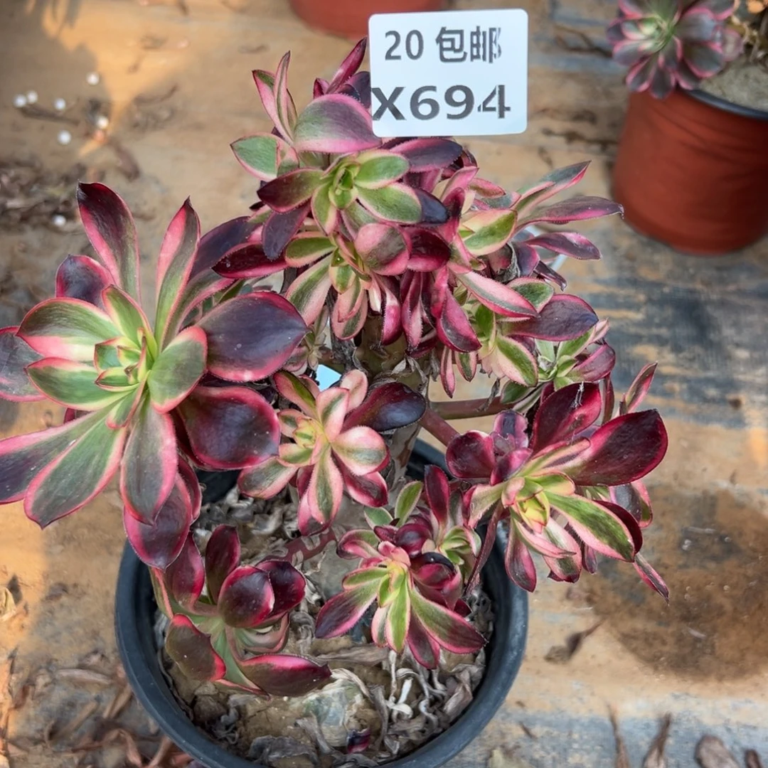 694红魔女，满20包邮嘟叮熊