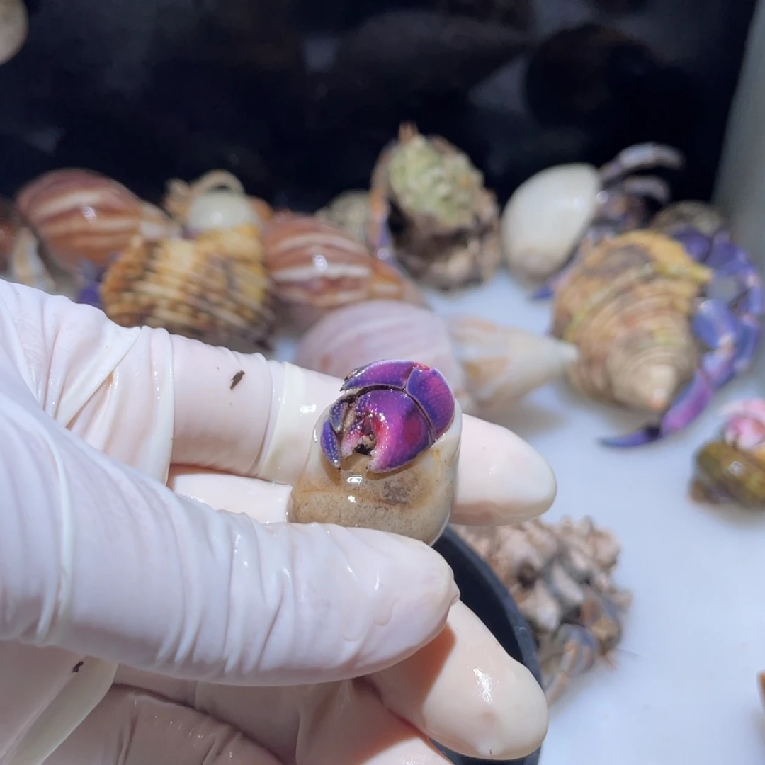 W19  托托专拍  紫陆紫红色1.5口