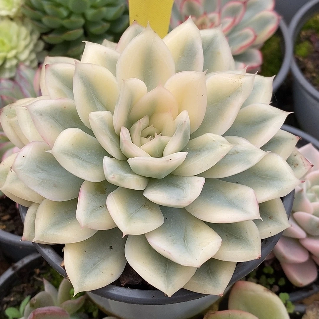 204月亮仙子hi哈哈哈哈