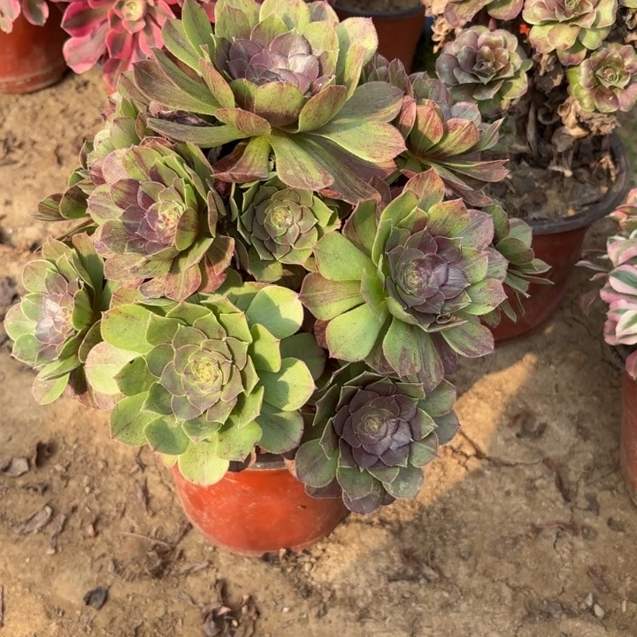 多肉植物花月夜42