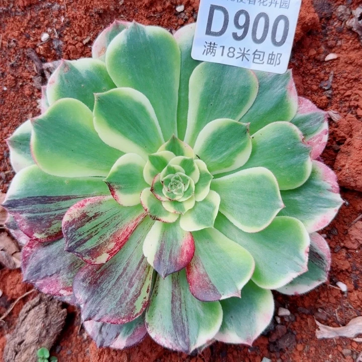 多肉法师淘宝福利