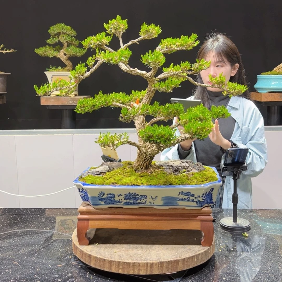 四季常青老桩黄杨盆景