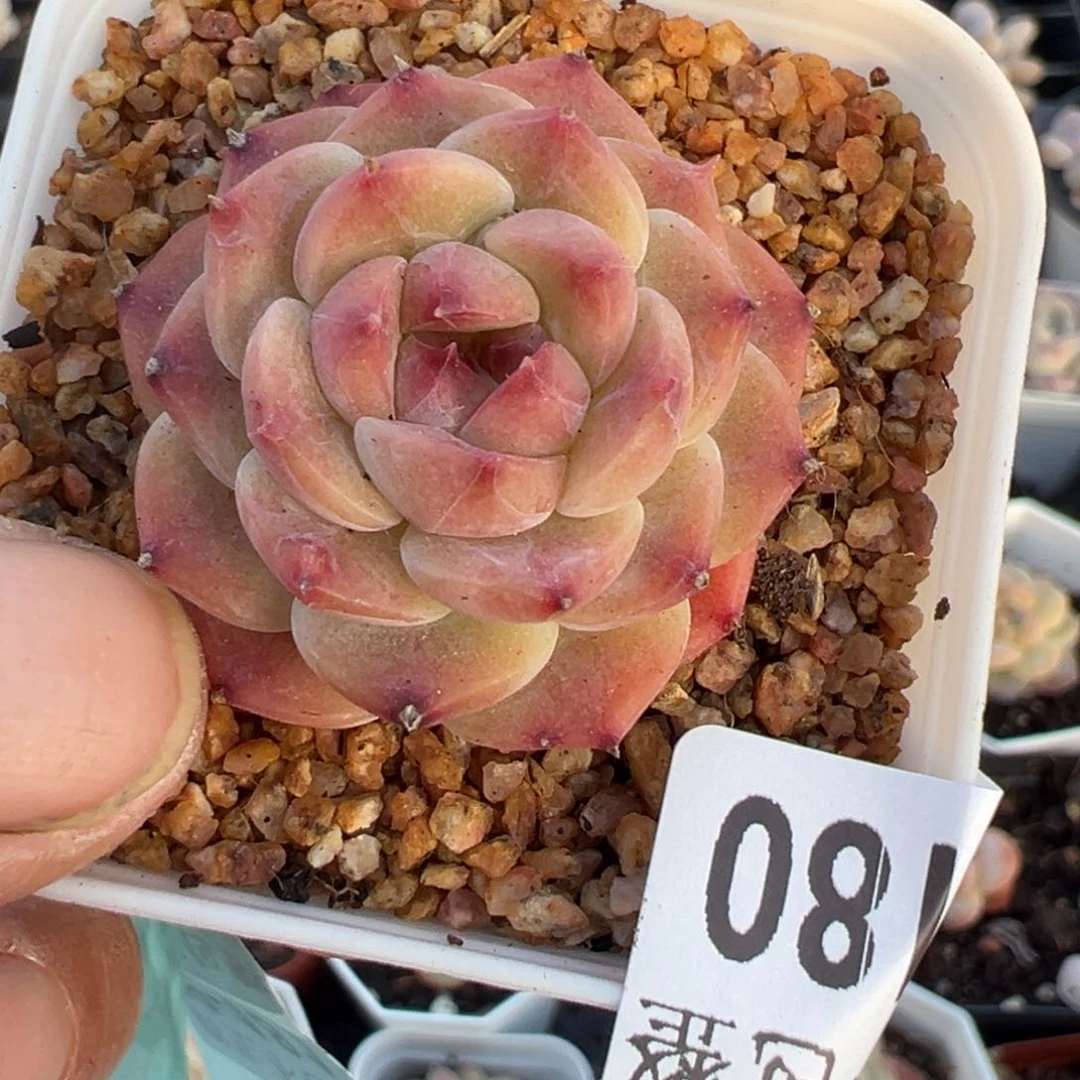 小卡拉米糖心一物一拍29-180