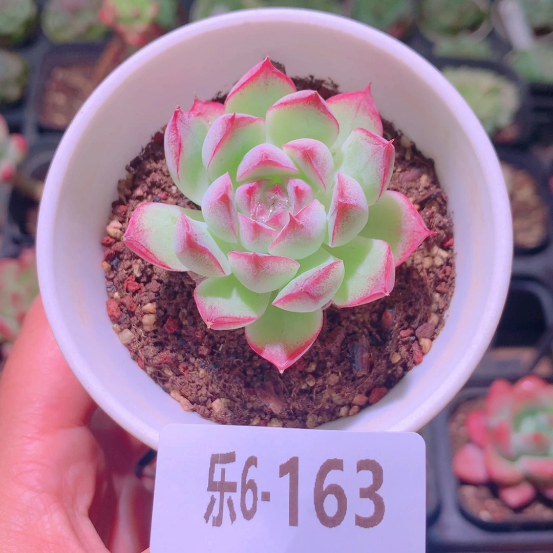 乐然6-163 女王玫瑰