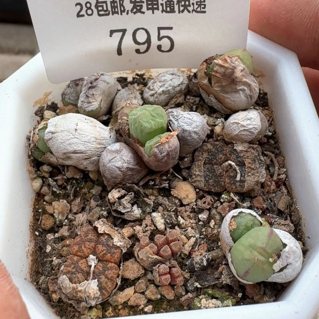 795。