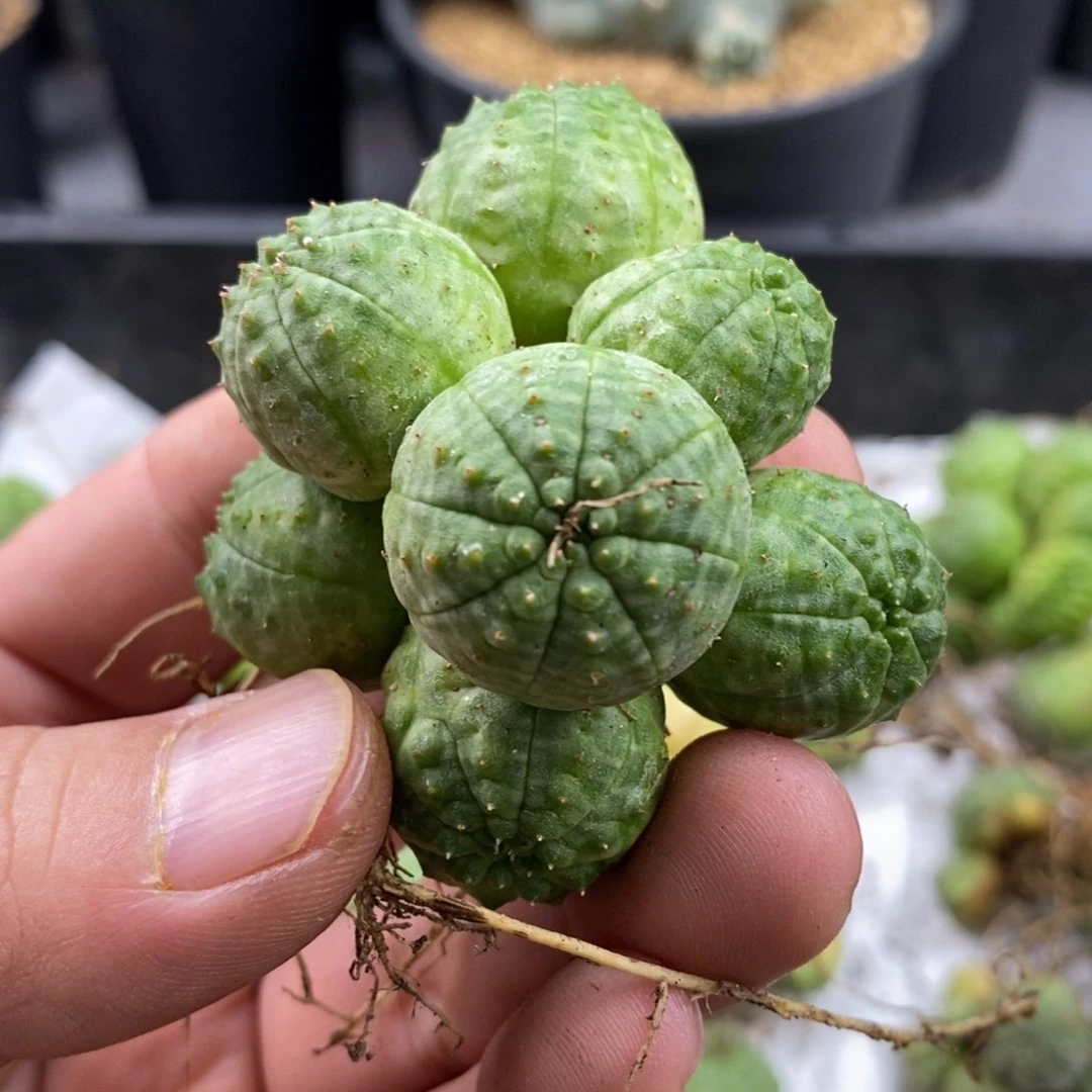 I***a大戟科布纹球