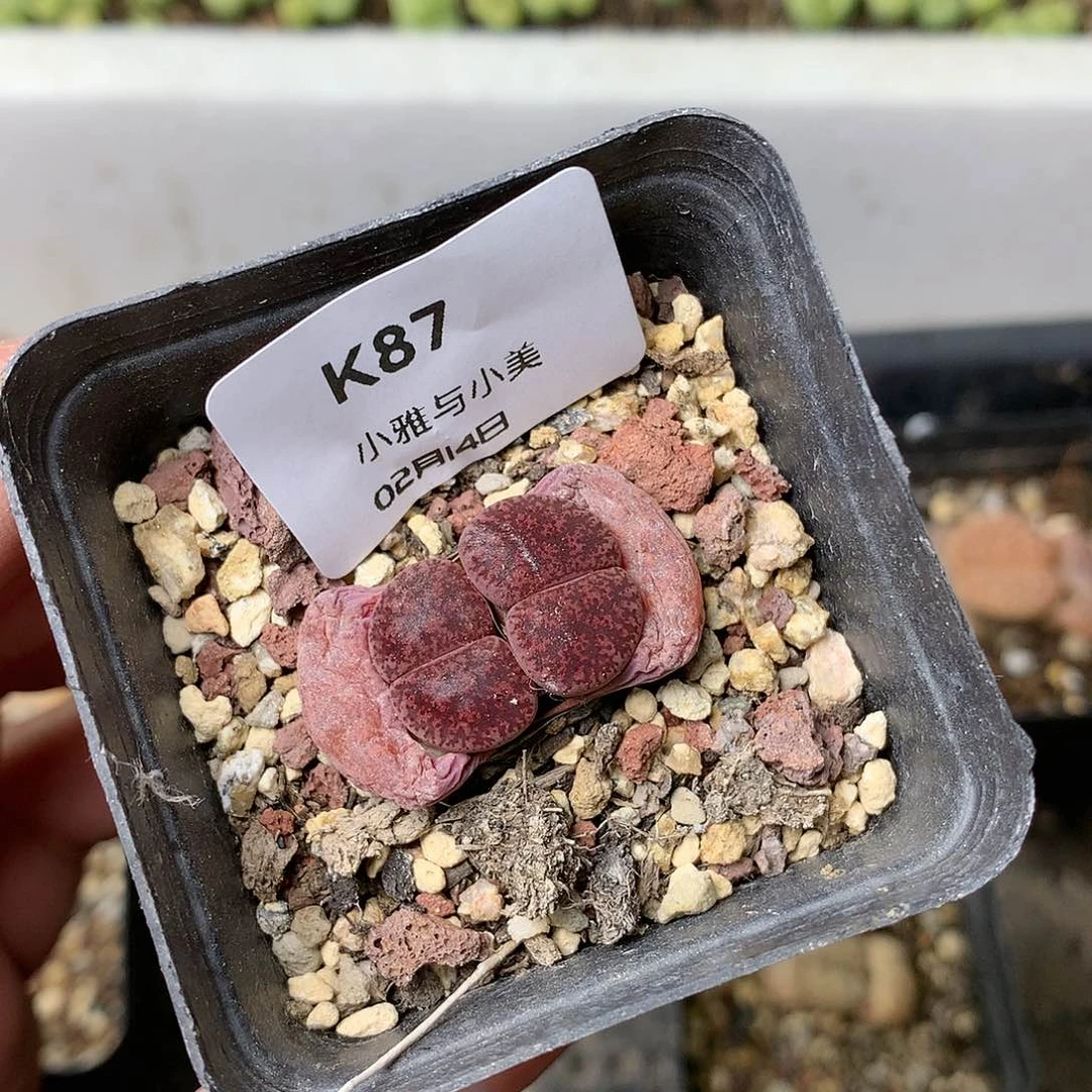 K87多肉植物保护研究所