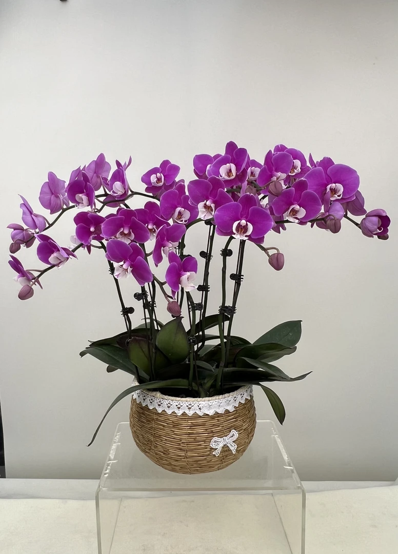 蝴蝶兰【红日】鲜花盆栽室内观赏花花佛山基地直发好养易活