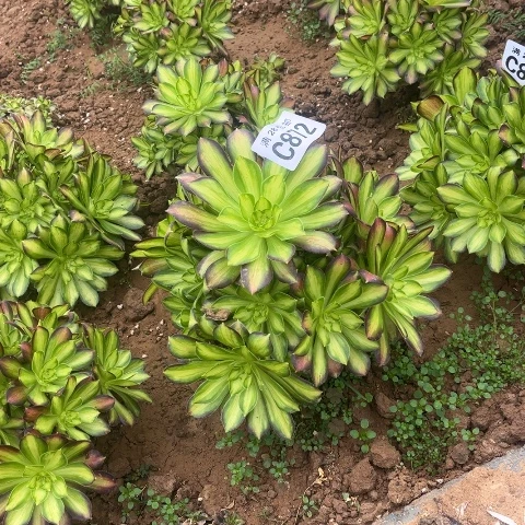 诺*妈972韶华不包断枝