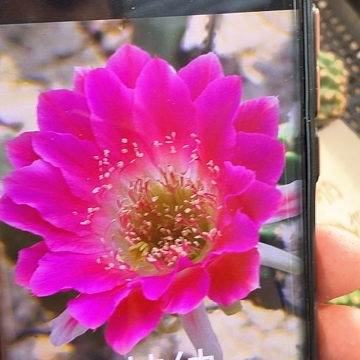 丽 阿尔特娜/侧芽歪20包邮/4公分