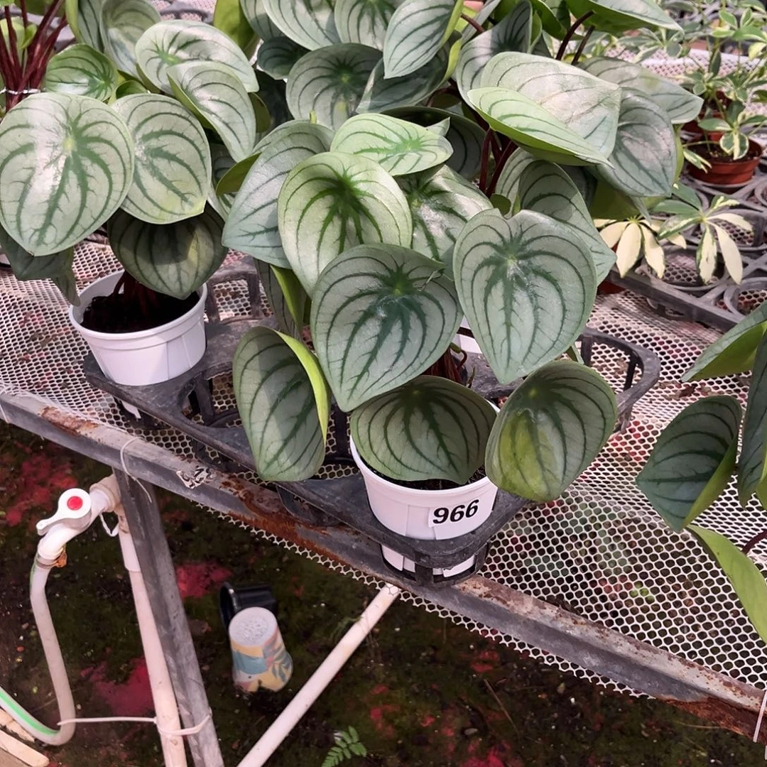 无花朵966 麒麟瓜