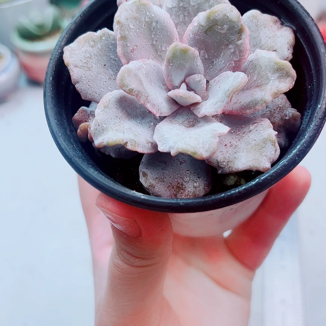 白饺子皮多肉植物