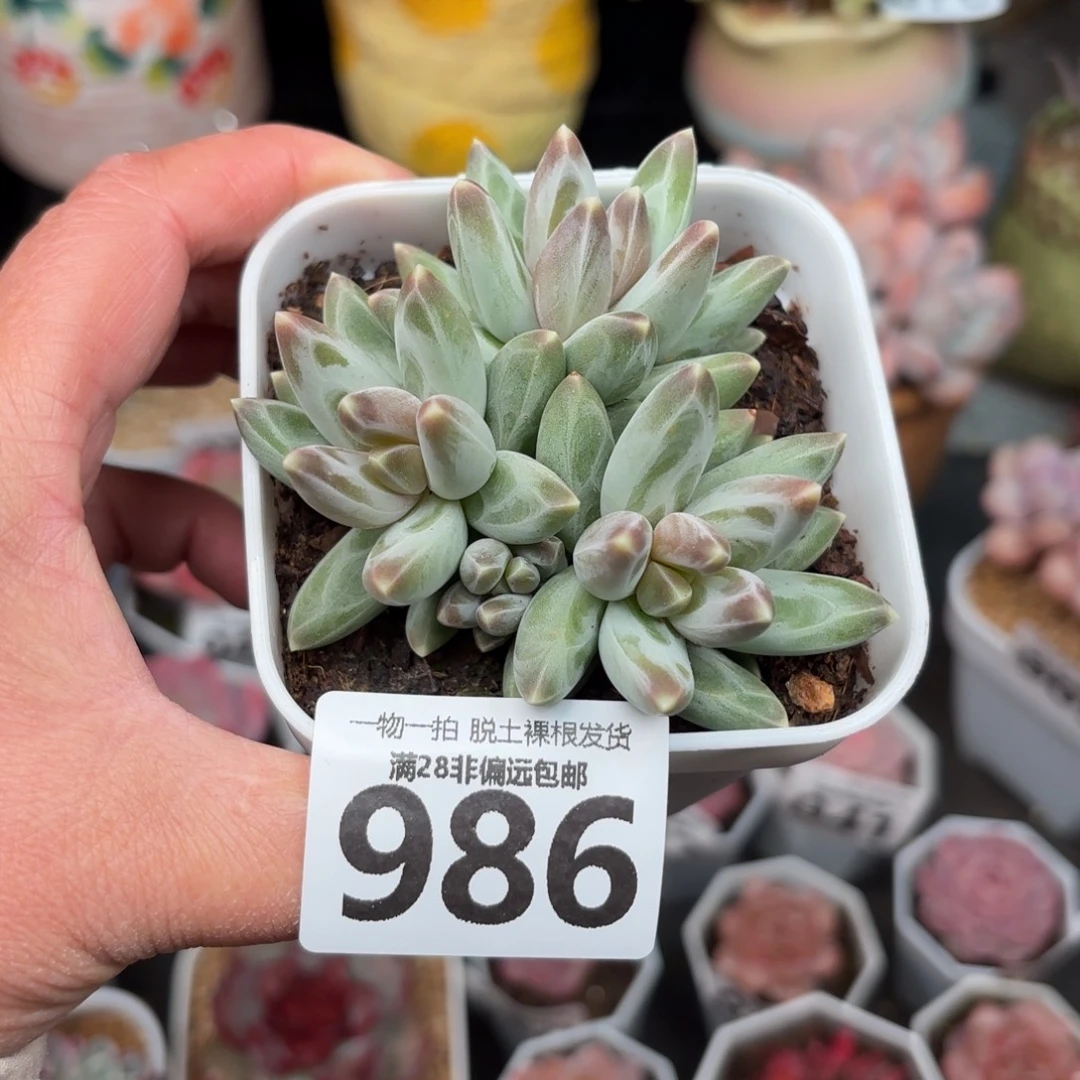 乌拉克拉无盆土发货