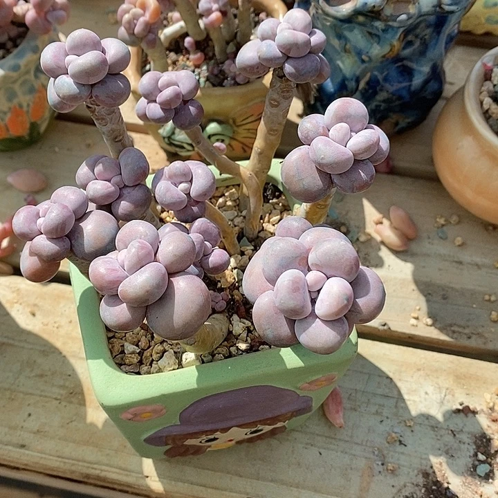 cell咯游泳牛头呕吐我