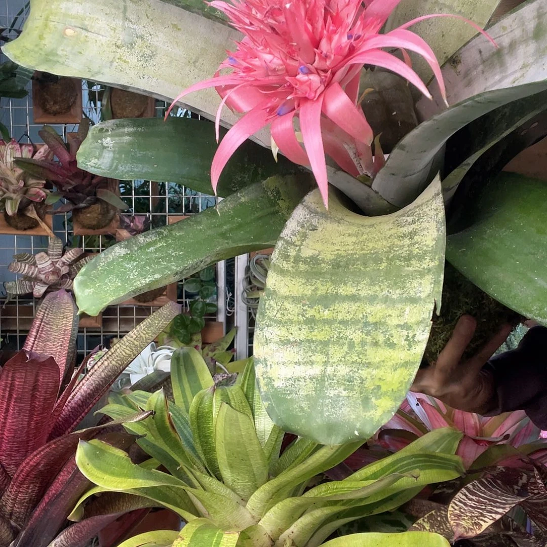 无花朵粉菠萝上板福利款