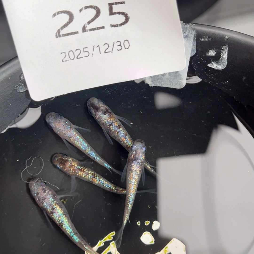 青鳉鱼225月华海王星五尾