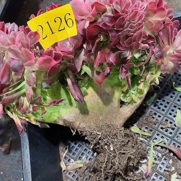 多肉植物福啊2126