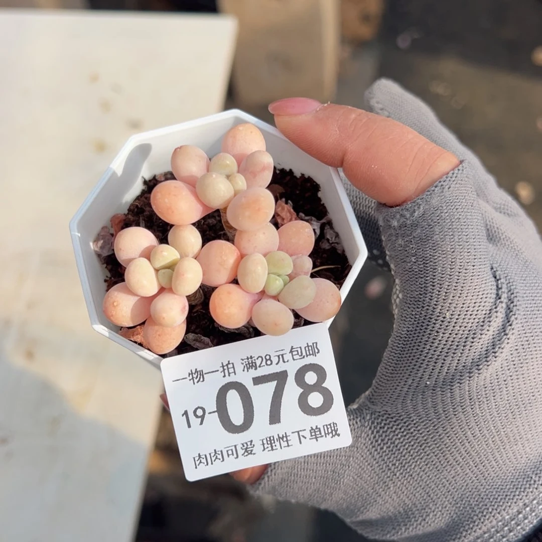 鱼子酱多肉多肉多肉多肉