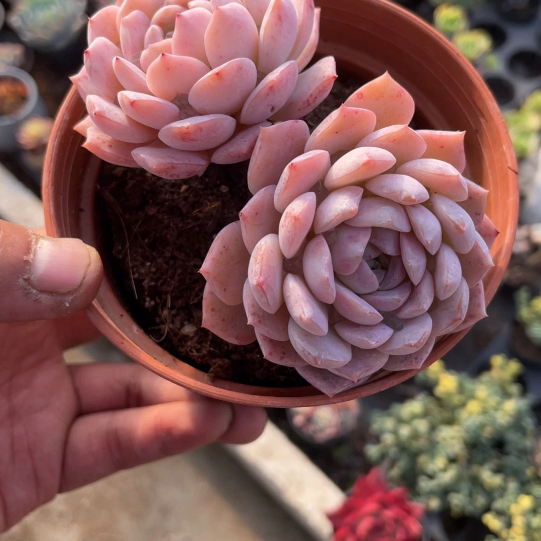 1718  艾利女王  六月六