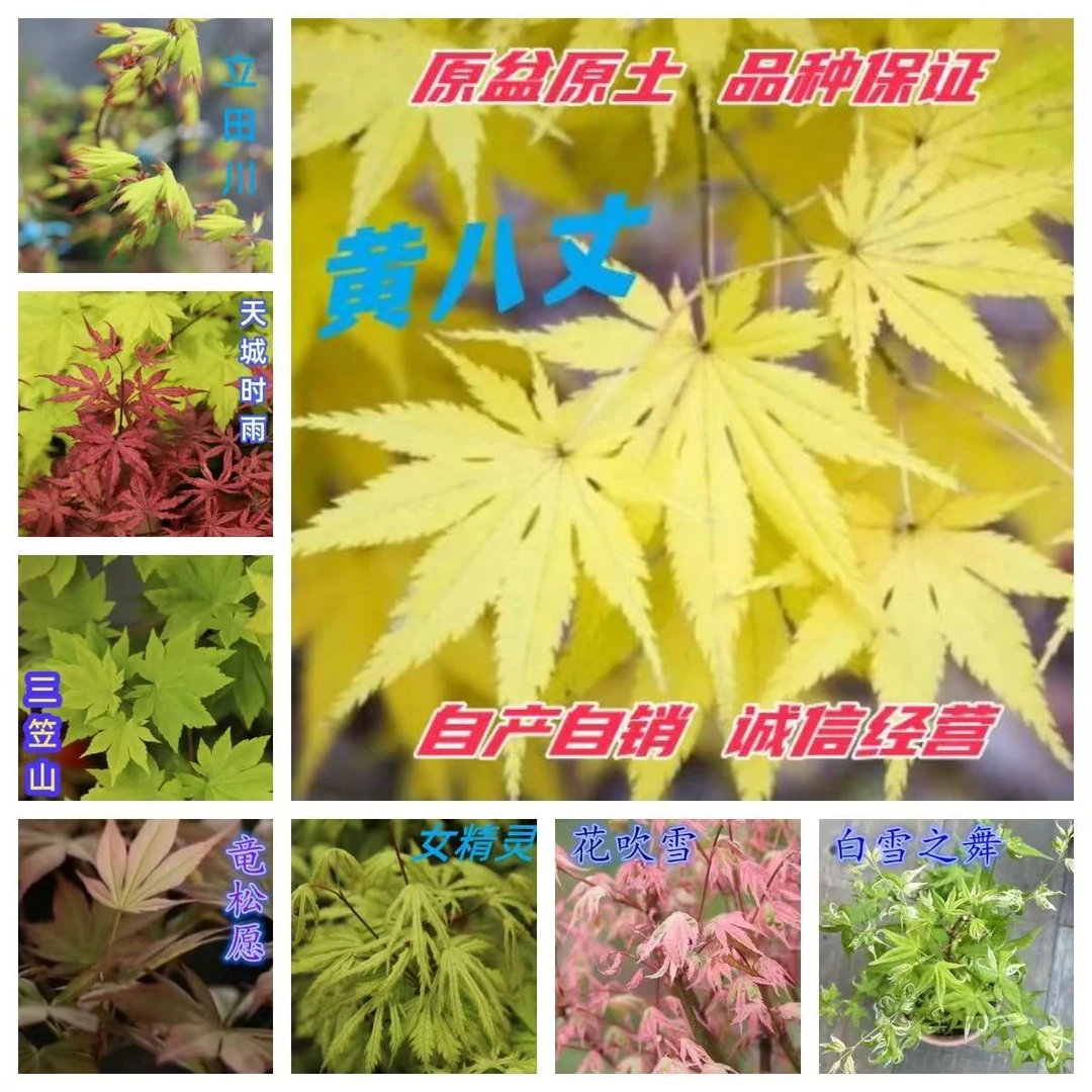 【一物一拍】黄八丈女精灵等多品类彩叶盆栽枫树四季红枫树阳台庭院