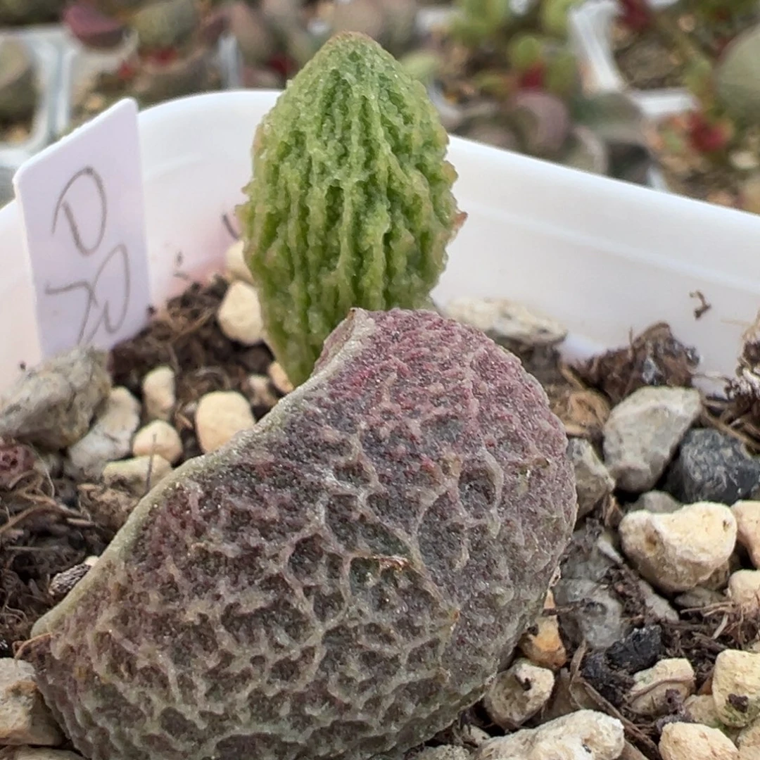 拉丝纹实生大苗多肉植物水泡