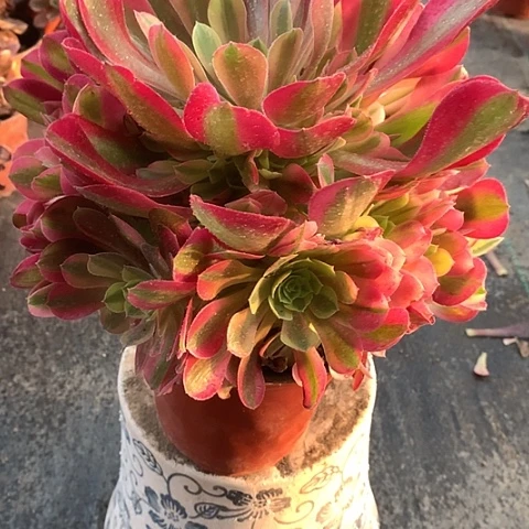 729红袖多肉植物