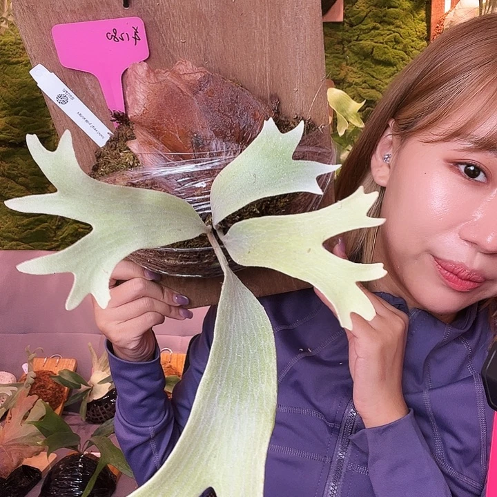 不开花植物tk 白翼特选