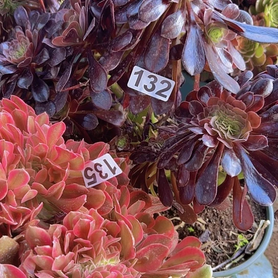 ?**糖多肉植物两个