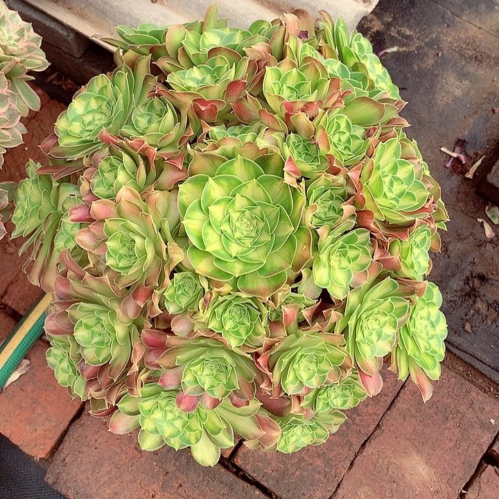 韶华捧花，有点微瑕