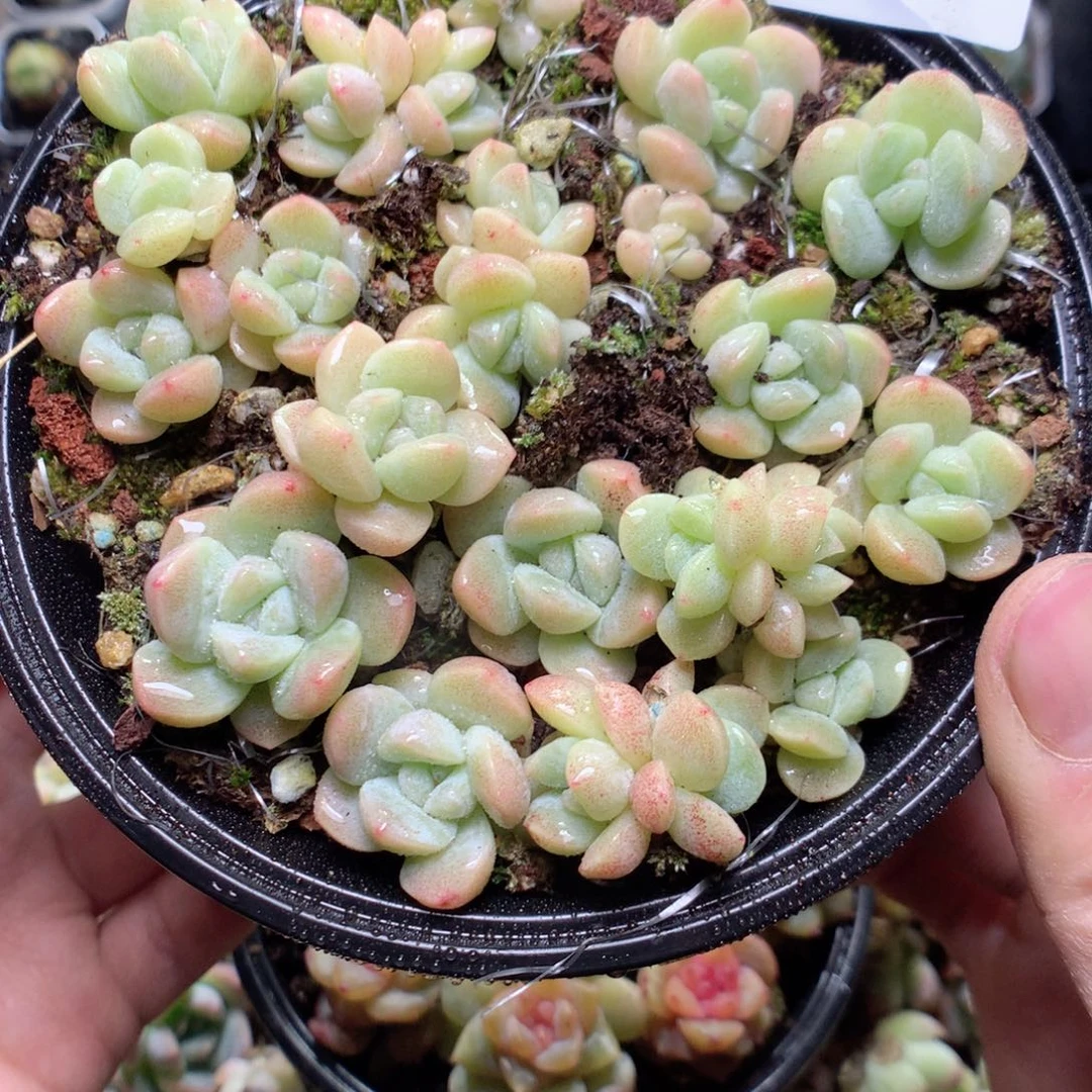 无花朵S24y y y y y y y y y y y