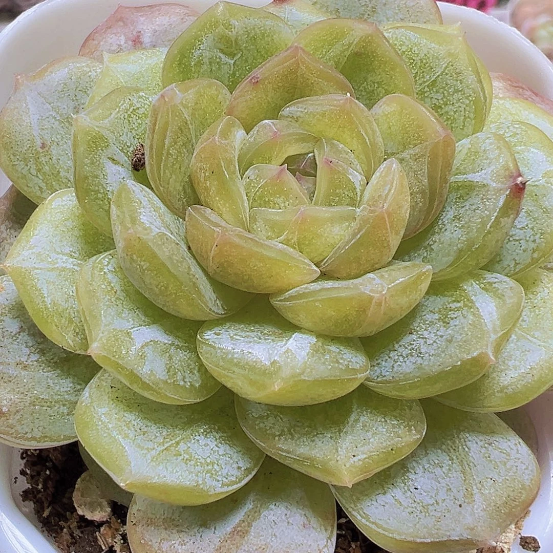 大单头白恋19包邮多肉植物