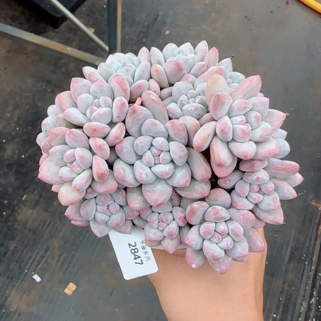 小脸香水无砍，2847多肉植物