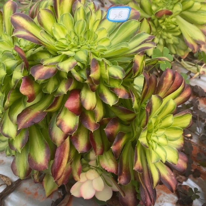 28嫁接韶华法师锦锦