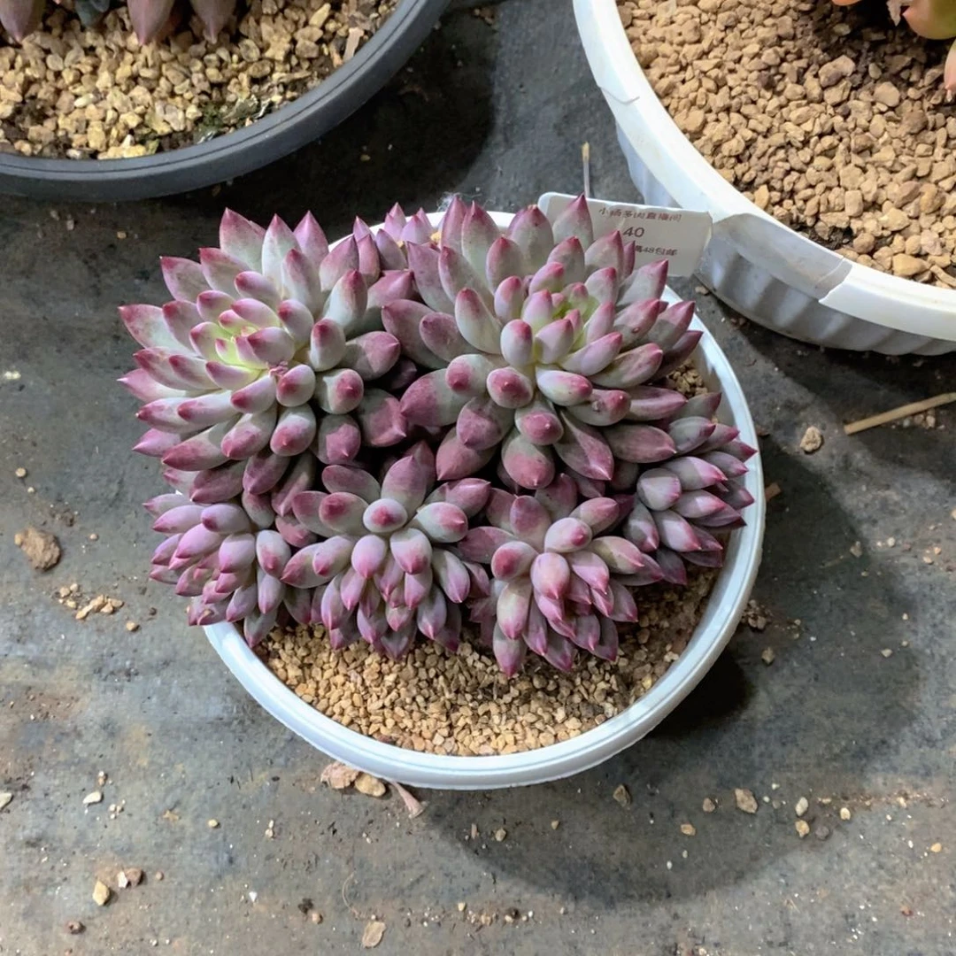 峻***生虞美人多肉植物群