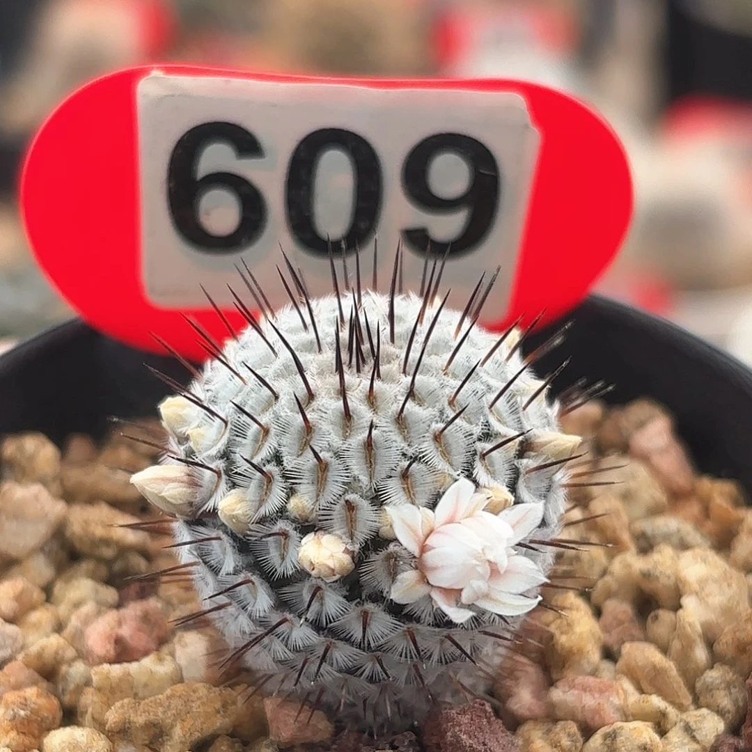 仙人球实生直刺佩雷