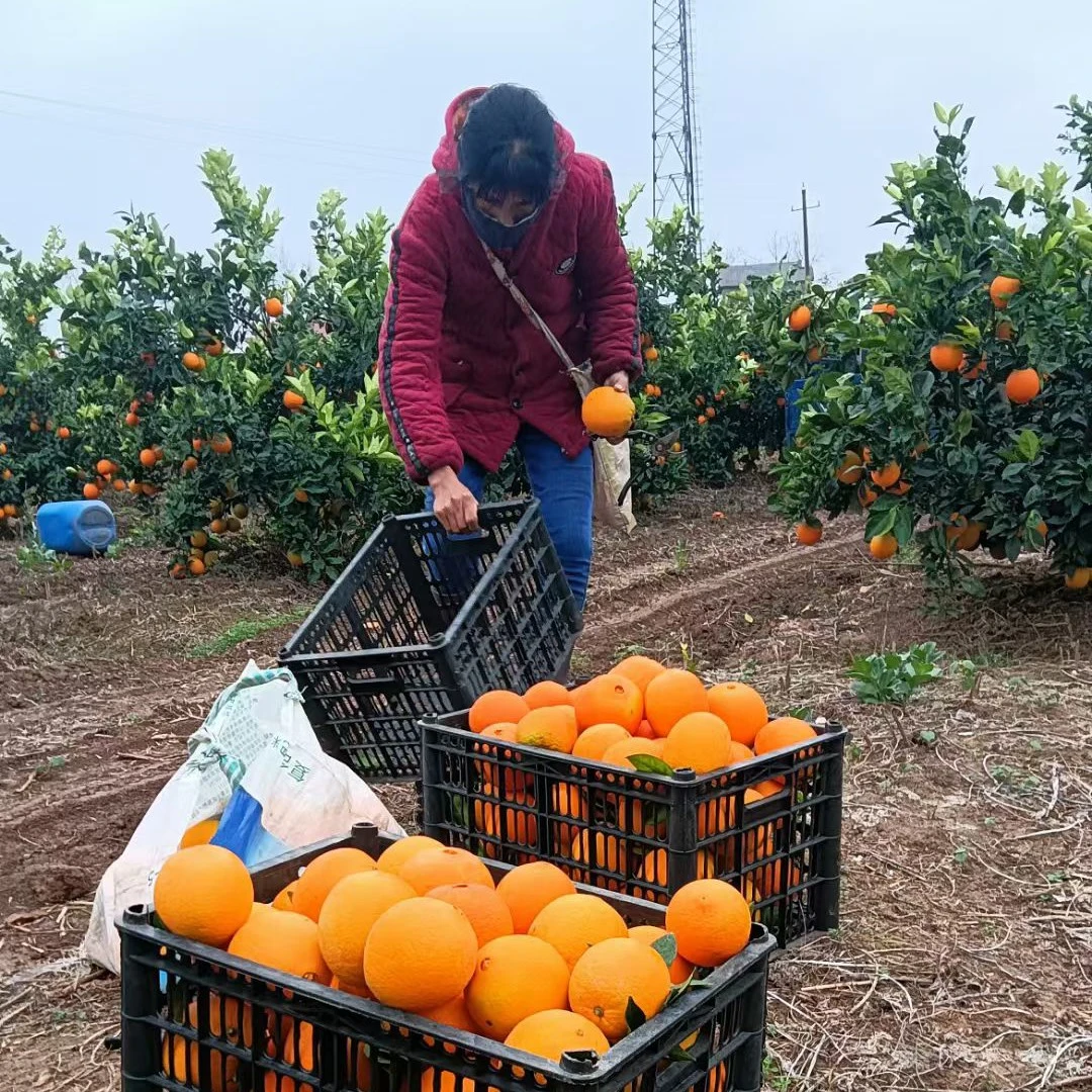 【老许主推款】湖北正宗纽荷尔脐橙新鲜应季水果现摘女神香甜橙子