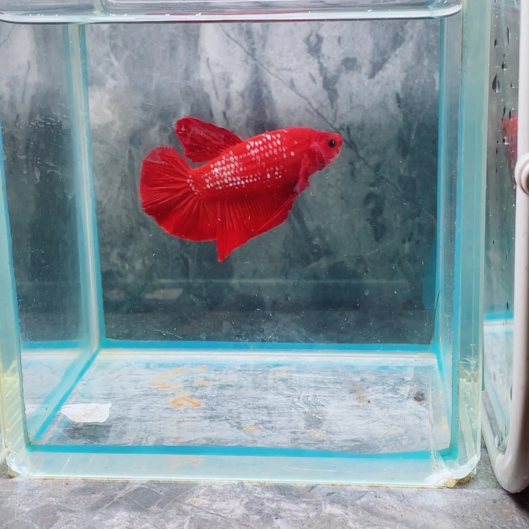 斗鱼育平斗鱼泰国斗鱼