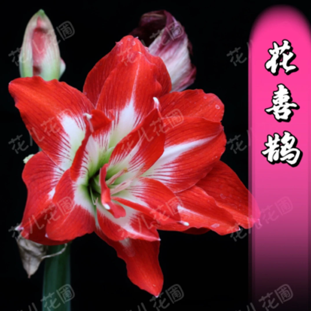 【花喜鹊】自育杂交朱顶红裸根种球默认有花叶