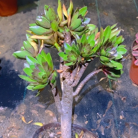 796灰法师多肉植物