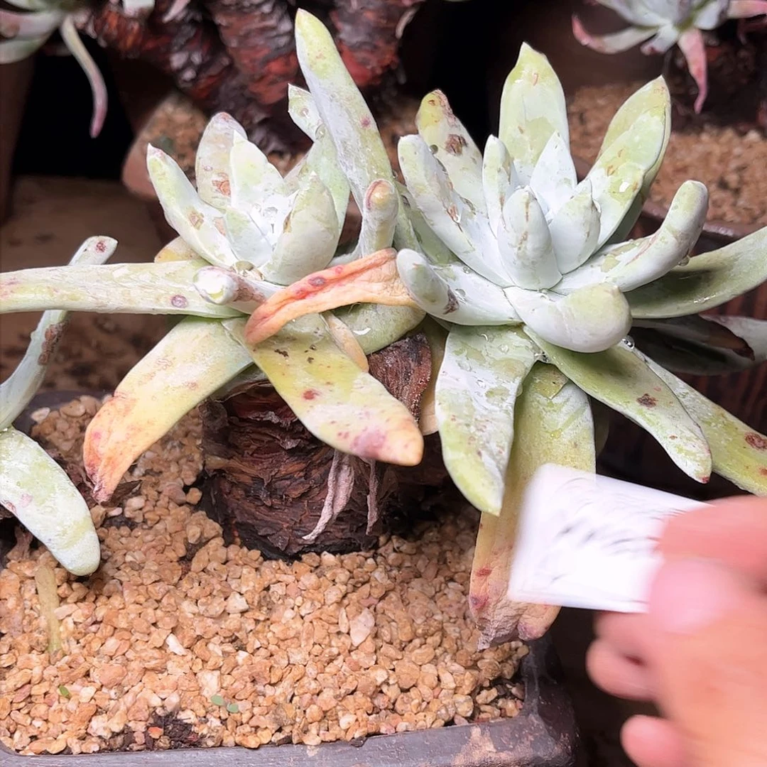 8723瑕疵拇指仙女杯多肉