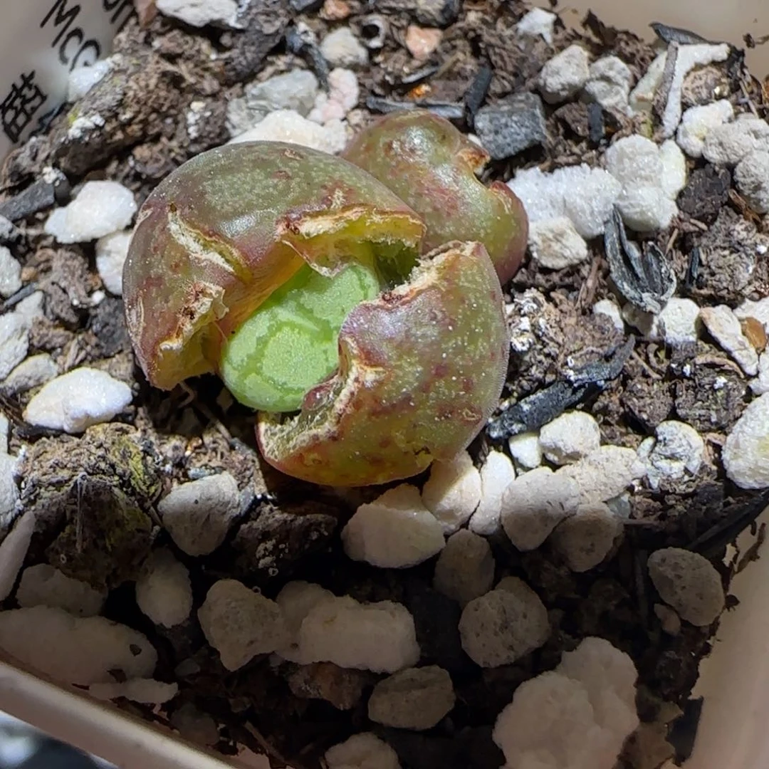 肉锥多肉植物百科-超级绒面猴脸1156